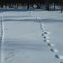 Следы лося на снегу