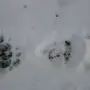 Следы Лося На Снегу