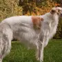 Русская собака
