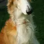 Русская Собака