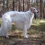 Русская собака