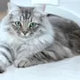 Сибирская Кошка
