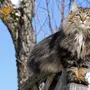 Сибирская Кошка