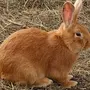 Кролики Бургундской Породы