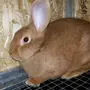Кролики бургундской породы