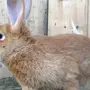 Кролики Бургундской Породы