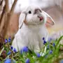 Весенние картинки с кроликами