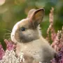 Весенние Картинки С Кроликами