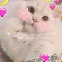 Котики милые с сердечком