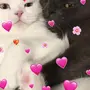 Котики Милые С Сердечком