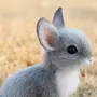 Детеныш зайца