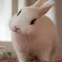 Кролик Прикольные