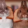Кролик прикольные