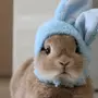 Кролик Прикольные