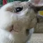 Кролик прикольные