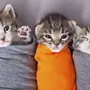 Милыеграфии котов