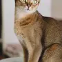 Абиссинская кошка