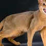 Абиссинская Кошка