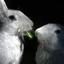 Любовь Кроликов Картинки