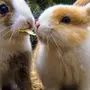 Любовь Кроликов Картинки