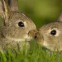 Любовь кроликов картинки