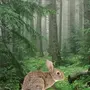 Заяц в лесу картинки для детей
