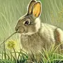 Заяц в лесу картинки для детей