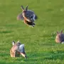 Картинка заяц прыгает