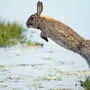 Картинка заяц прыгает