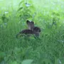 Красивые фотки зайца