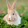Красивые фотки зайца