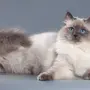 Маскарадная Кошка