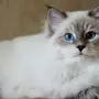 Маскарадная кошка