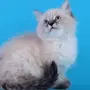 Маскарадная кошка