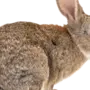 Картинка заяц на прозрачном фоне