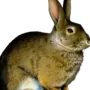 Картинка заяц на прозрачном фоне