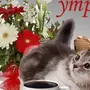 Доброе утро с котиком