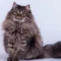 Смешные фотки про кошек