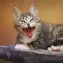 Смешные фотки про кошек