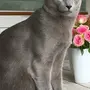 Русская Голубая Кошка
