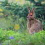 Картинка зайца в лесу
