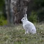 Картинка зайца в лесу