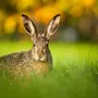 Заяц листопадничек
