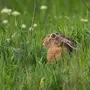 Картинка заяц под кустом