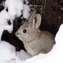 Картинка заяц под кустом