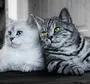 Кошки красивые
