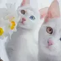 Кошки Красивые