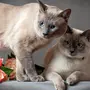 Кошки Красивые