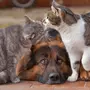 Кот и собакаграфии