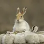 Как выглядит заяц